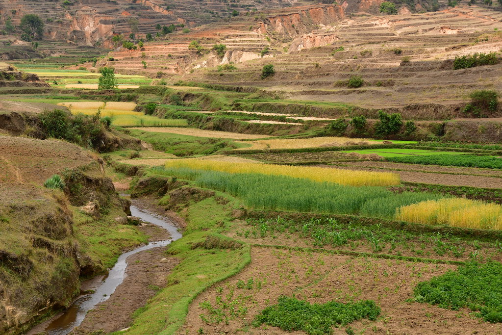 Rice Paddies, Betafo Rgn